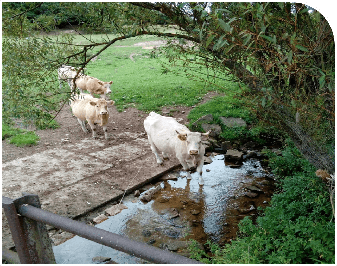 Zemědělské družstvo, Rácov u Jihlavy